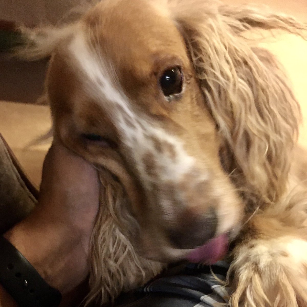 Goofy spaniel